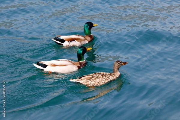 Obraz duck swimming on lake