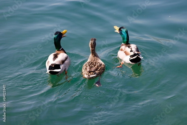 Obraz duck swimming on lake