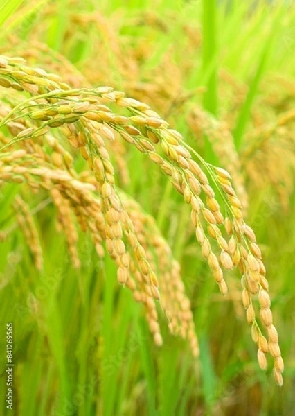 Obraz 黄金色の稲穂、枝垂れる稲穂、稲穂のクローズアップ、稲、米作り、実り、イネの収穫、稲作