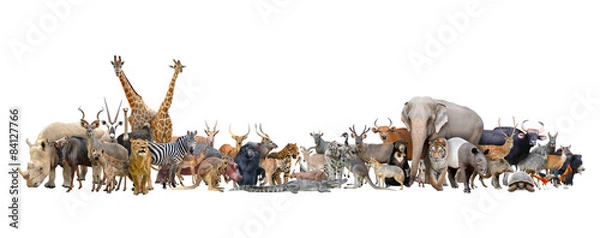 Obraz zwierzę świata