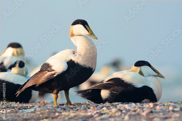 Fototapeta Common eiders