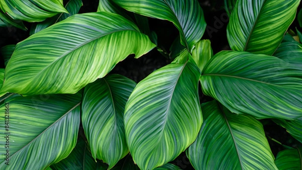 Fototapeta Abstract colorful tropical leaf texture and nature background