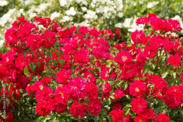 Fototapeta バラ　ロッティリア