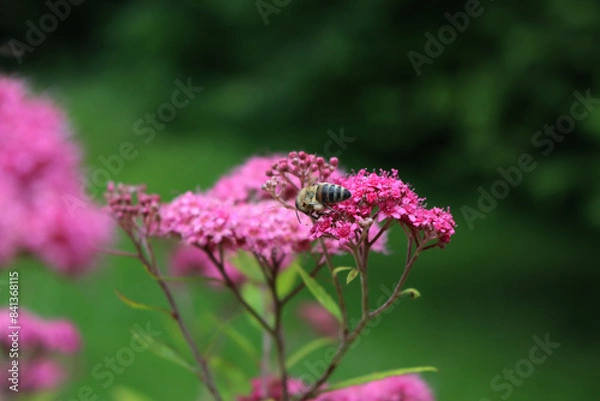 Fototapeta Close-up of Honey bee on a pink japanese Spirea or Spiraea flower in the garden on springtime. Apis mellifera on Spirea japonica