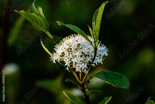 Obraz Cornus walteri Wangerin