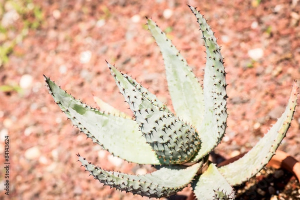 Fototapeta aloe ferox plant leaves
