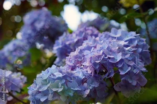 Obraz Rosen und Blumen