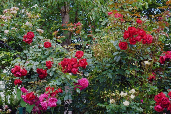 Obraz Rosen und Blumen