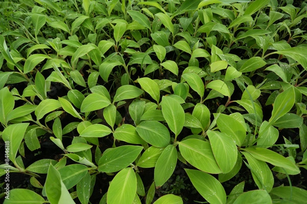 Fototapeta banana leaf background.