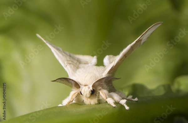 Obraz Bombyx mori