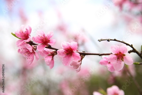 Obraz Kwitnąca brzoskwinia