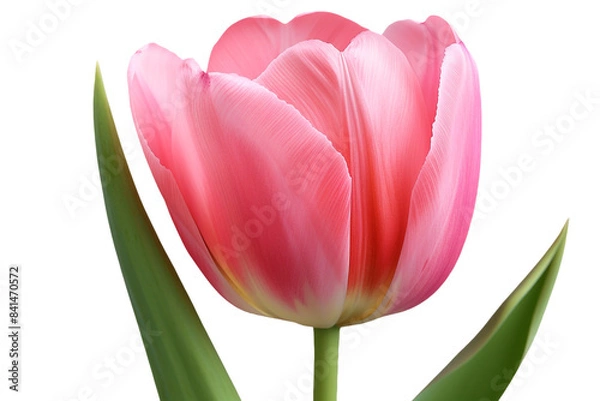 Fototapeta Pink tulips isolated on transparent background