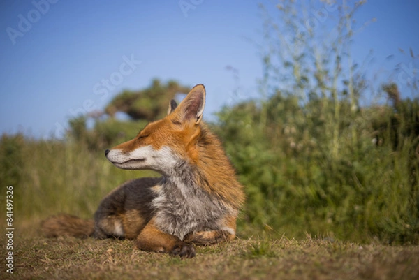 Fototapeta Red fox in open landscape taken with a wide-angle lens