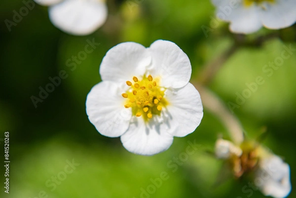 Fototapeta Strawberry flower in a garden bed close-up.
