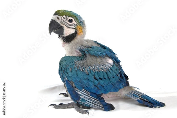 Fototapeta young baby macaw