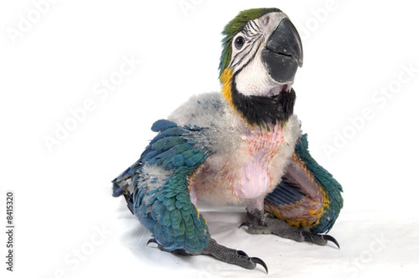 Obraz baby macaw