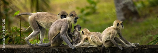 Obraz Tufted grey langur - Semnopithecus priam