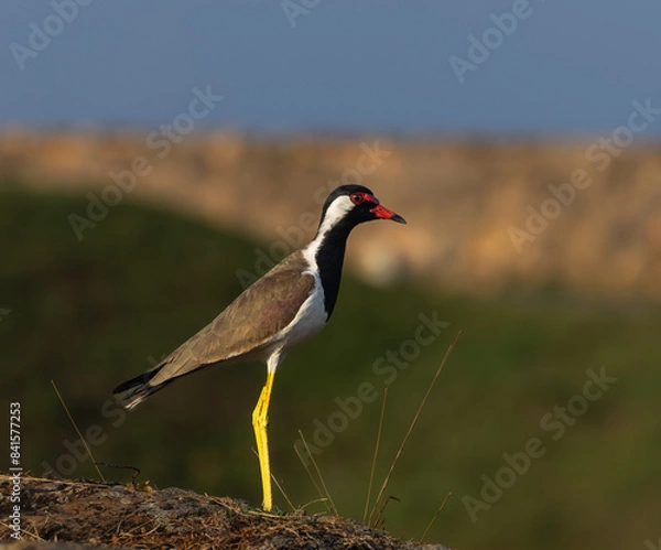 Obraz Red wattled lapwing - Vanellus indicus