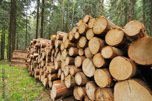 Fototapeta Holzernte im Wald
