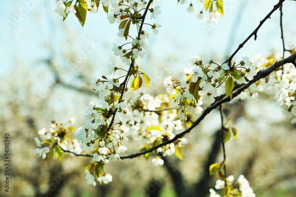 Fototapeta Spring blossom