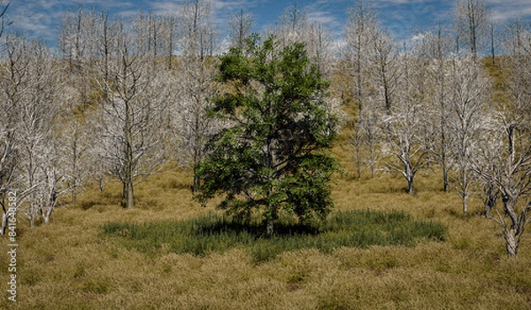 Fototapeta a healthy tree surrounded by dead, leafless trees in a dry landscape - 3d illustration