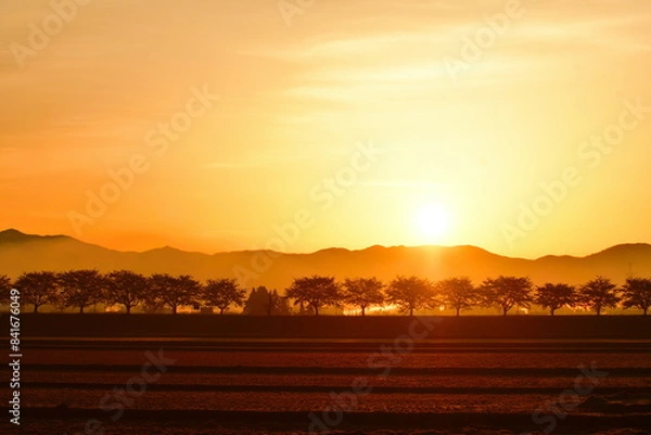 Obraz 雄物川沿いの桜並木（秋田県）