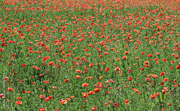 Fototapeta papaveri campo