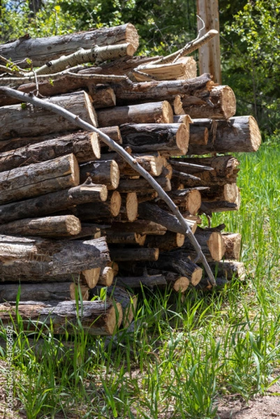 Obraz stack of brush for fire mitigation