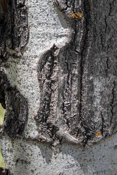 Obraz aspen tree bark texture