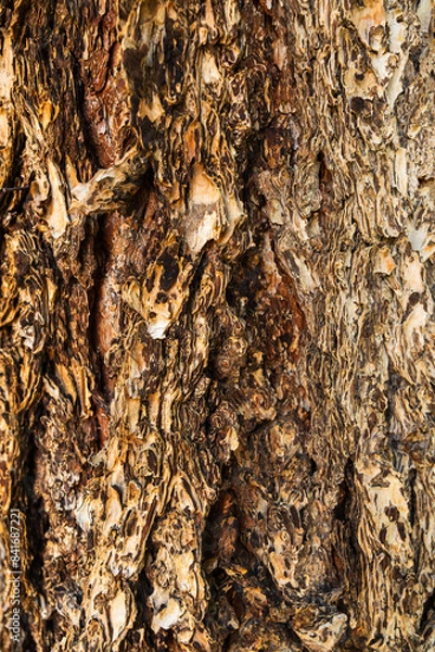 Obraz bark on a fir tree