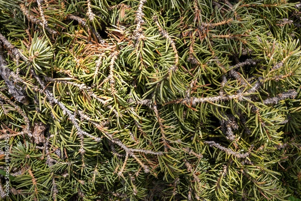 Obraz pine needles on a tree branch