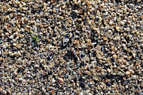 Fototapeta conchiglie seashell