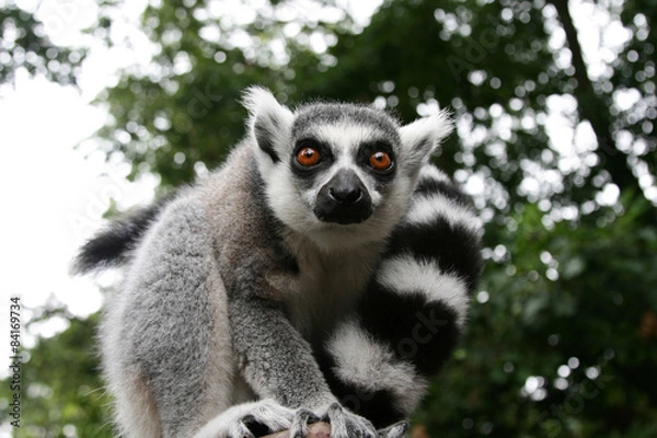 Fototapeta Lemur