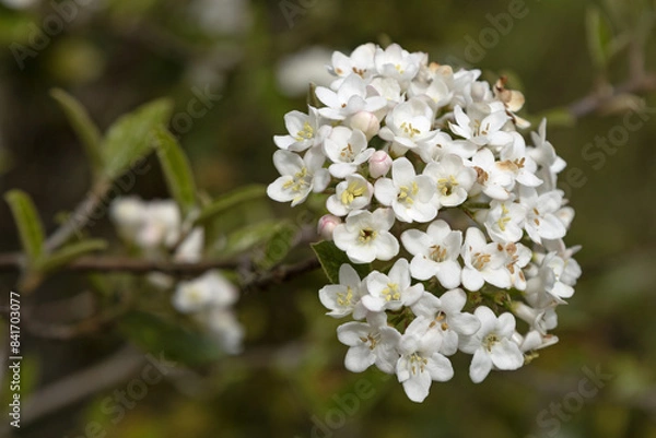 Obraz Fleurs de Viburnum carlesii