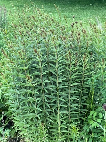 Obraz Grüne Leichtigkeit 