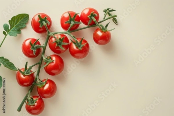 Fototapeta Vibrant tomato cluster on vine