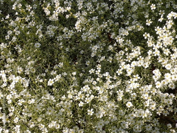 Fototapeta Cerastium