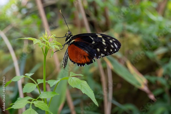 Obraz butterfly on a flower