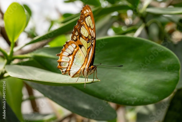 Obraz butterfly on leaf