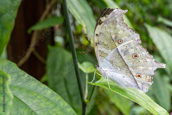 Obraz butterfly on leaf