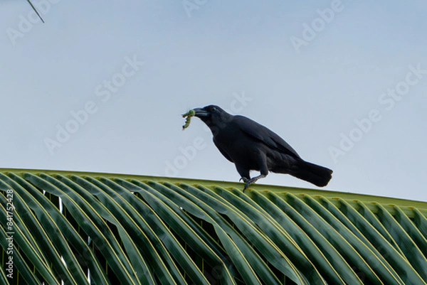 Obraz crow on the leaf