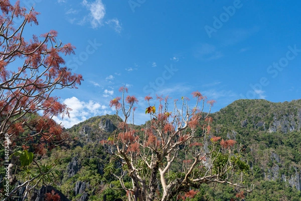 Obraz tree and flowers