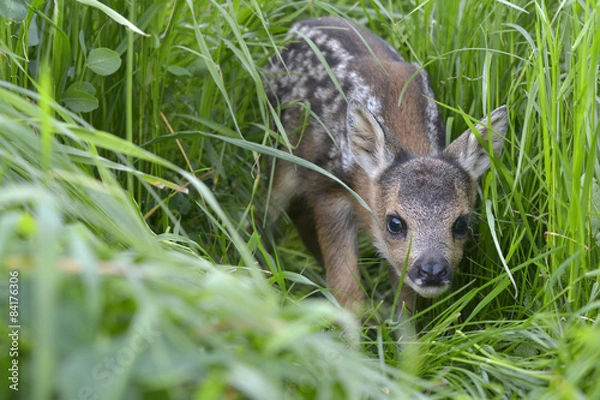 Fototapeta koźlę sarny (Capreolus capreolus)