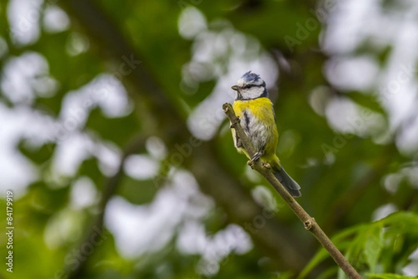 Fototapeta Blaumeise (Parus caelureus)