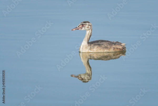 Fototapeta Crested Grebe chick isolated with its reflection in the water of the Brozas lagoon, Caceres
