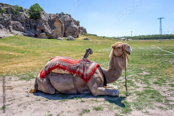 Fototapeta A lone female tourism camel is waiting in the historical and touristic Phrygian valley in Turkiye