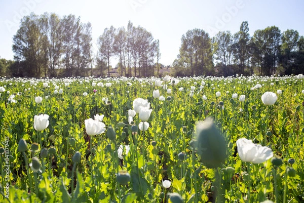 Fototapeta View of poppy field with white leaves with sky background.