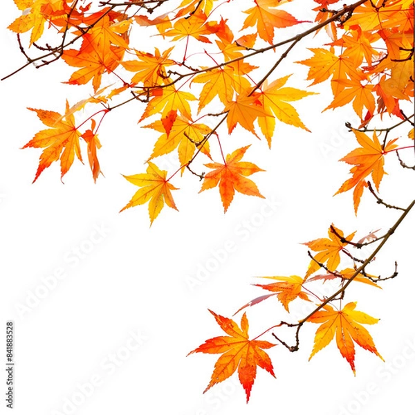Obraz autumn leaves background