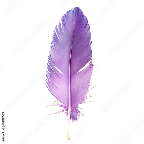 Obraz purple feather isolated