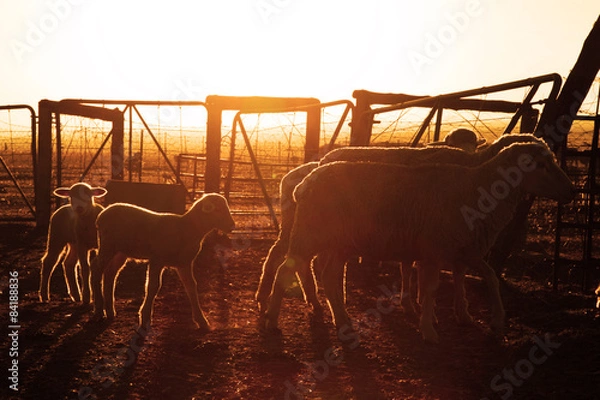 Fototapeta Sheep in a kraal against the rising sun.